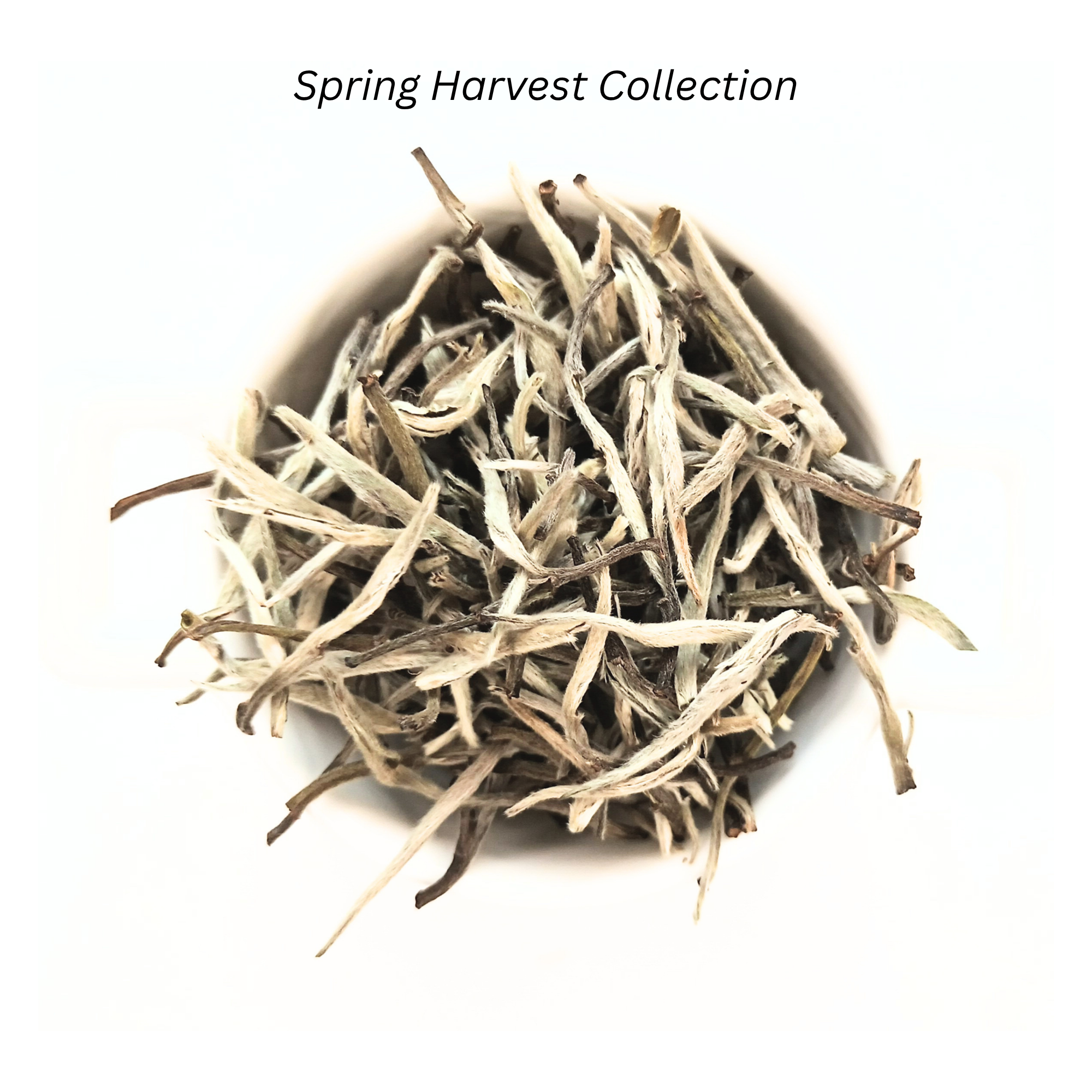 Silver Needle White Tea loose leaves in a white bowl with 'Spring Harvest Collection' text from Riverbeki Tea