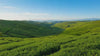 Riverbeki high-elevation tea plantation video.mp4