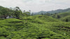 Riverbeki Tea Plantation Single Origin Source video