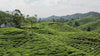 Riverbeki single-origin and high-elevation tea plantation with view of tea bushes and trees