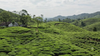 Riverbeki tea drone video displaying high altitude tea plantation