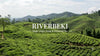 Riverbeki tea planation drone view