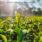 RIVERBEKI Gold – Premium Second Flush Assam CTC Tea Granules